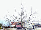Jugendlicher Berleis-Apfelbaum nach dem Schnitt © Hermann Wörnzdorfer 2021