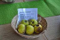 Seestermühler Zitronenapfel