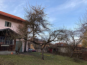 Überbauter Altbaum mit Fruchtertrag in der Peripherie oben außen © Johann-Christian Hannemann 2021
