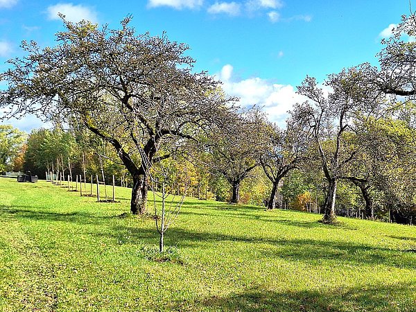 zur Obstsortenarche Weilheim-Schongau in Wessobrunn